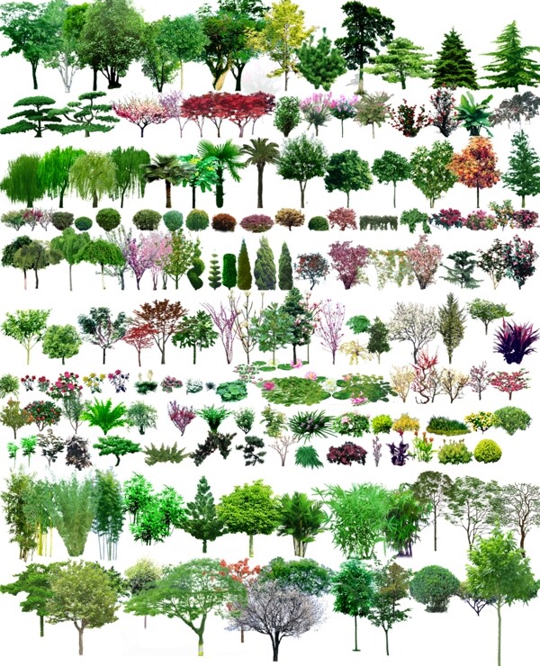 各类园林树