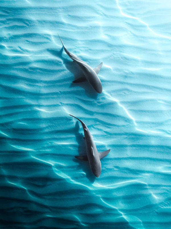海豚戏水 海洋生物  两只海豚绿色背景