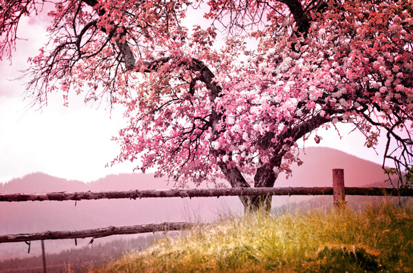 美丽樱花树