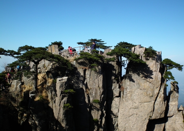 黄山松图片