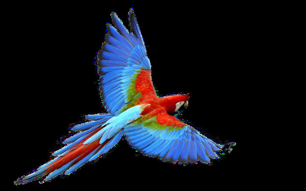 彩色鸟类透明素材