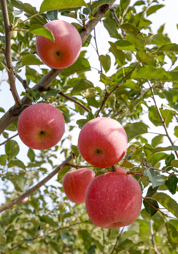 树上苹果