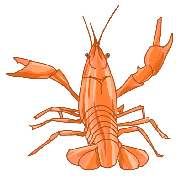 橙色动物小龙虾