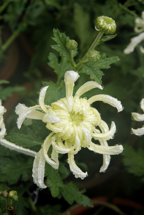 白色菊花图片